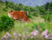 ţ���ݶ�ɽ��