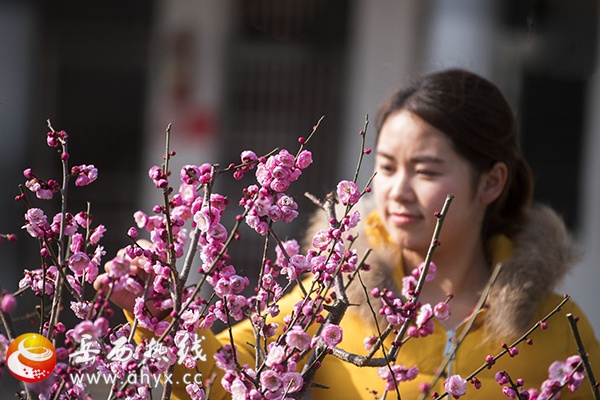 ���紵ɢ÷��ѩ һ������ӭ����